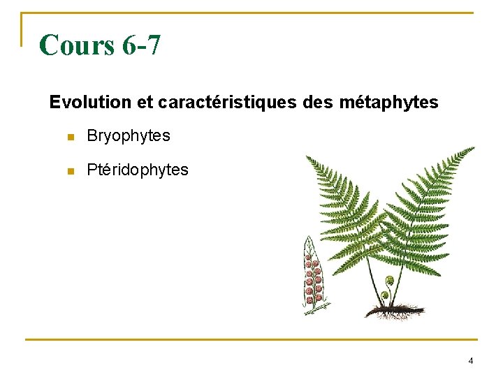 Cours 6 -7 Evolution et caractéristiques des métaphytes n Bryophytes n Ptéridophytes 4 