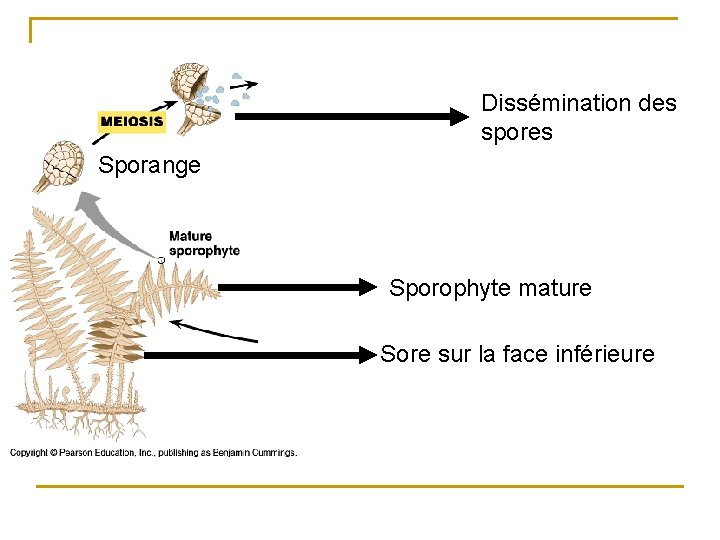 Dissémination des spores Sporange Sporophyte mature Sore sur la face inférieure 