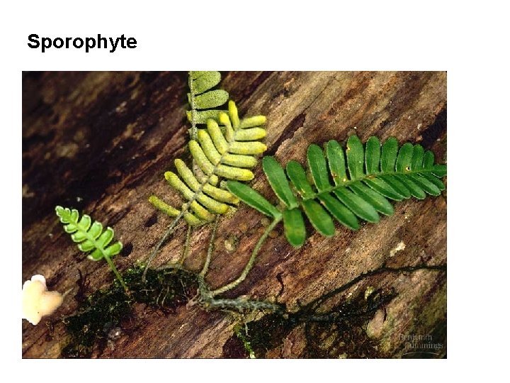Sporophyte 