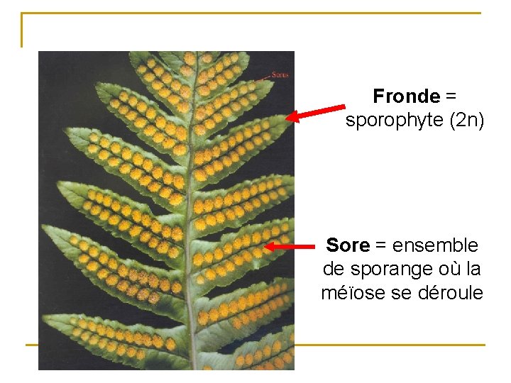 Fronde = sporophyte (2 n) Sore = ensemble de sporange où la méïose se