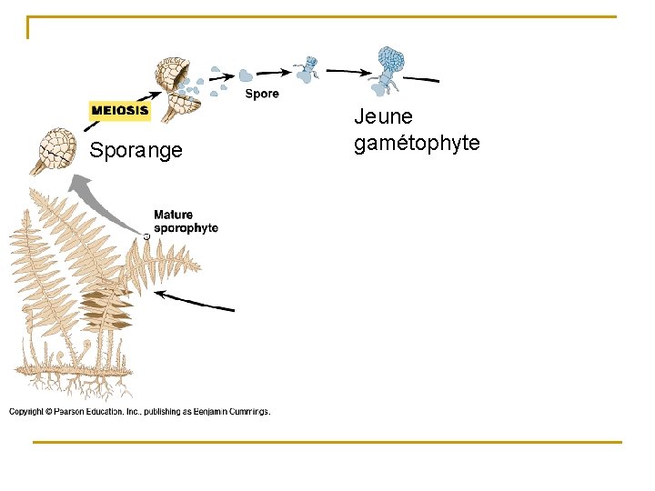 Sporange Jeune gamétophyte 