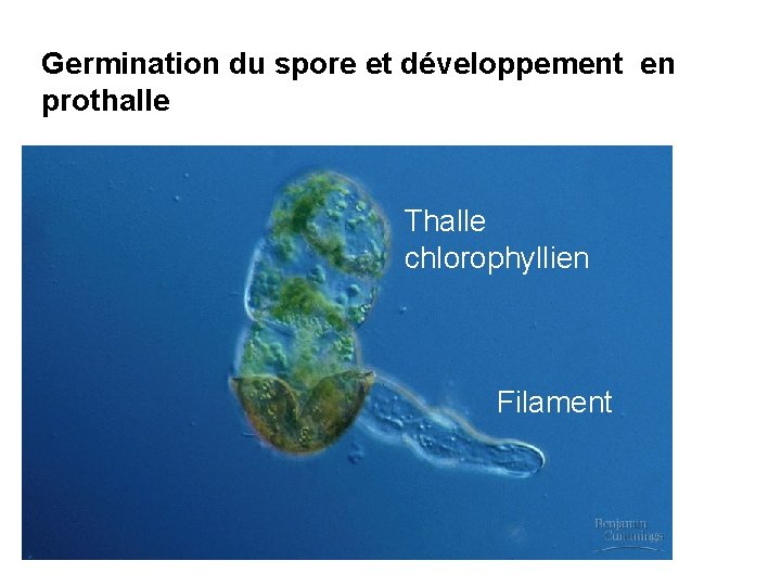 Germination du spore et développement en prothalle Thalle chlorophyllien Filament 