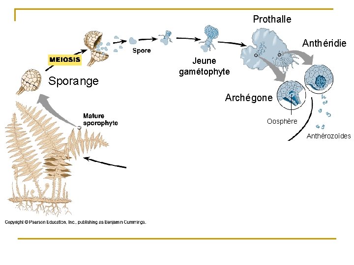 Prothalle Anthéridie Sporange Jeune gamétophyte Archégone Oosphère Anthérozoïdes 