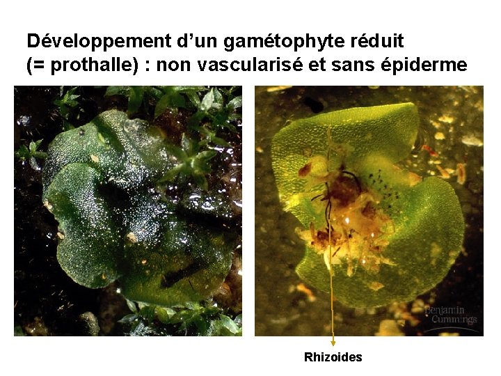 Développement d’un gamétophyte réduit (= prothalle) : non vascularisé et sans épiderme Rhizoides 