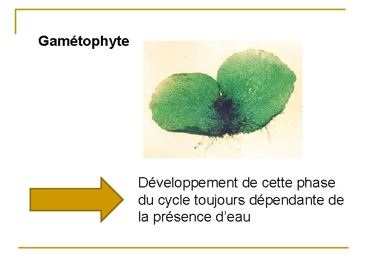 Gamétophyte Développement de cette phase du cycle toujours dépendante de la présence d’eau 