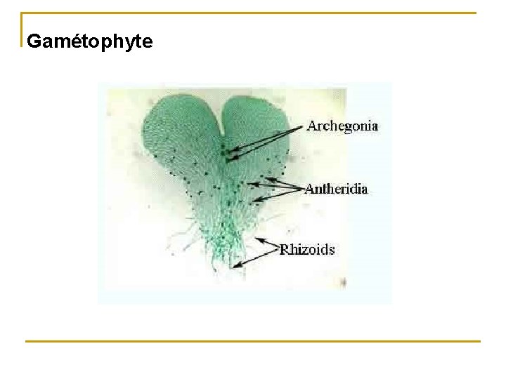 Gamétophyte 