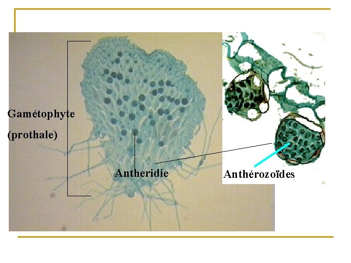 Gamétophyte (prothale) Antheridie Anthérozoïdes 