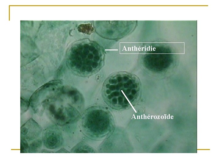 Anthéridie Anthérozoïde 