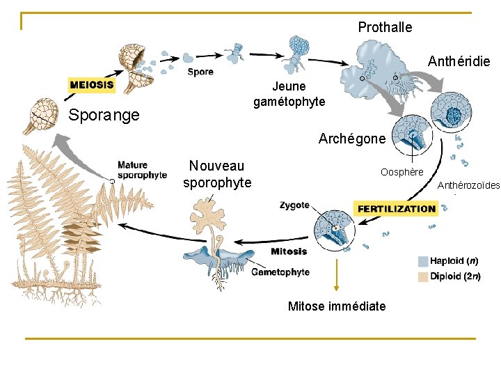 Prothalle Anthéridie Jeune gamétophyte Sporange Archégone Nouveau sporophyte Oosphère Anthérozoïdes Mitose immédiate 