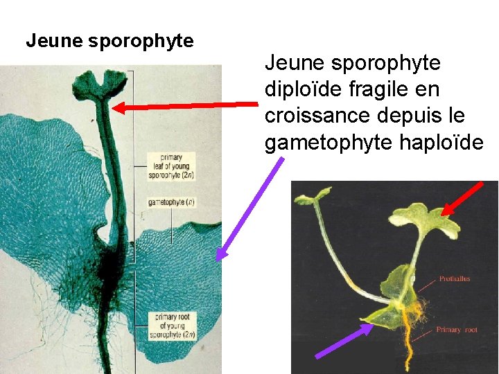 Jeune sporophyte diploïde fragile en croissance depuis le gametophyte haploïde 