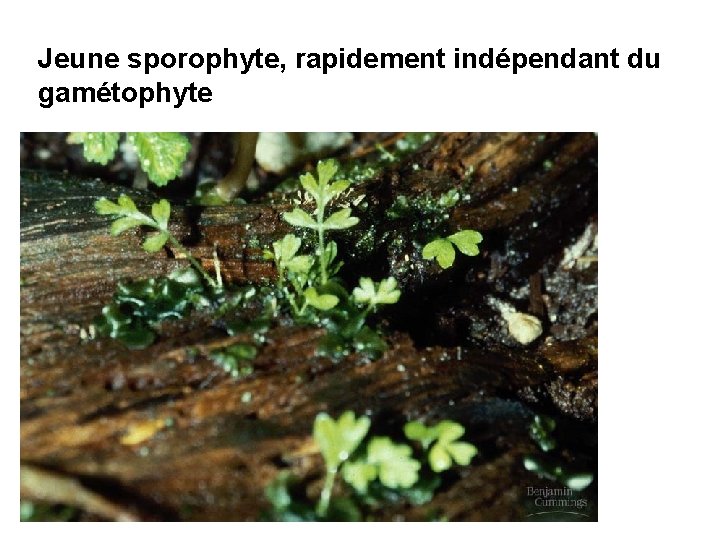 Jeune sporophyte, rapidement indépendant du gamétophyte 