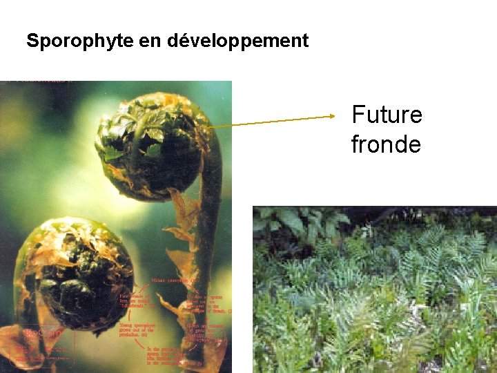 Sporophyte en développement Future fronde 