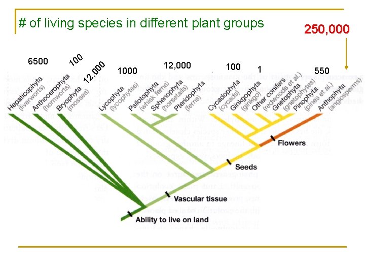 # of living species in different plant groups , 0 00 0 10 12