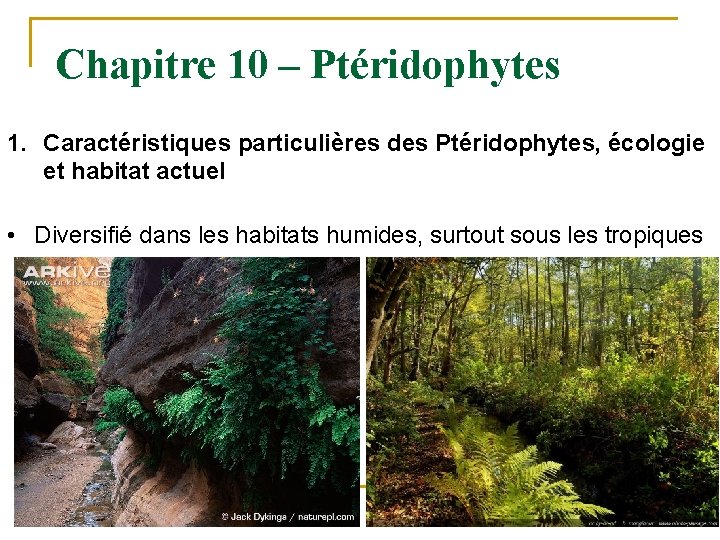 Chapitre 10 – Ptéridophytes 1. Caractéristiques particulières des Ptéridophytes, écologie et habitat actuel •