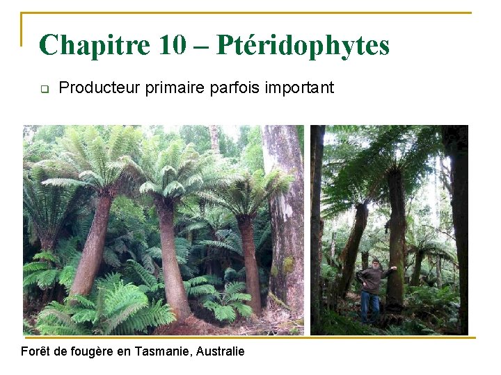 Chapitre 10 – Ptéridophytes q Producteur primaire parfois important Forêt de fougère en Tasmanie,