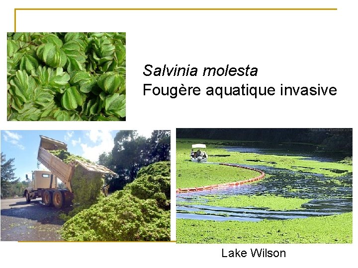 Salvinia molesta Fougère aquatique invasive Lake Wilson 