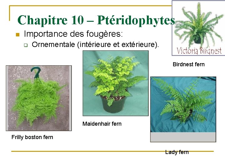 Chapitre 10 – Ptéridophytes n Importance des fougères: q Ornementale (intérieure et extérieure). Birdnest