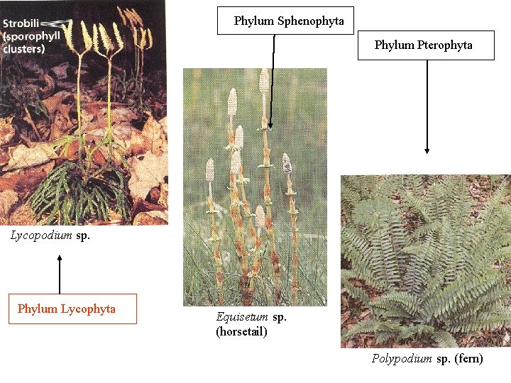 Phylum Sphenophyta Phylum Pterophyta Lycopodium sp. Phylum Lycophyta Equisetum sp. (horsetail) Polypodium sp. (fern)