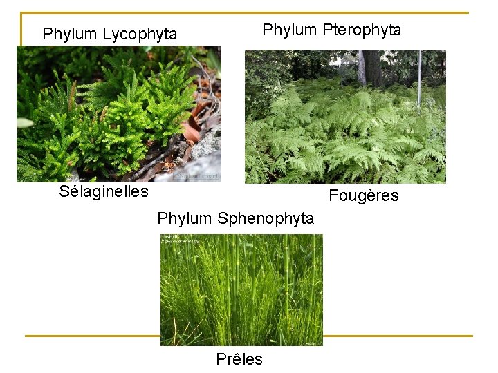 Phylum Lycophyta Phylum Pterophyta Sélaginelles Fougères Phylum Sphenophyta Prêles 