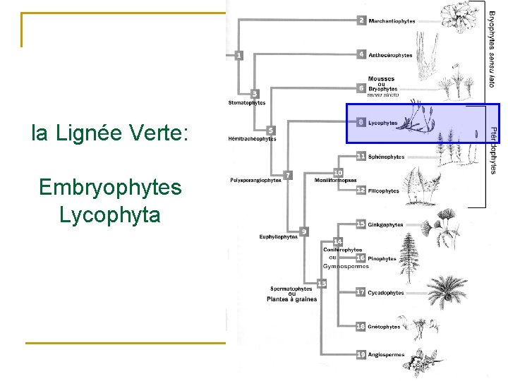 la Lignée Verte: Embryophytes Lycophyta 