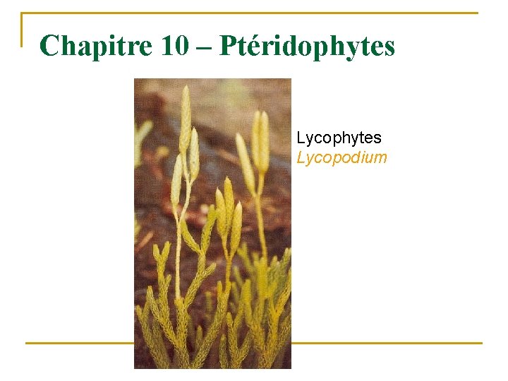 Chapitre 10 – Ptéridophytes Lycopodium 