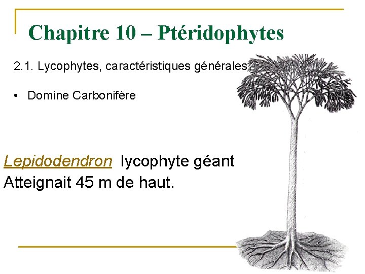 Chapitre 10 – Ptéridophytes 2. 1. Lycophytes, caractéristiques générales • Domine Carbonifère Lepidodendron lycophyte