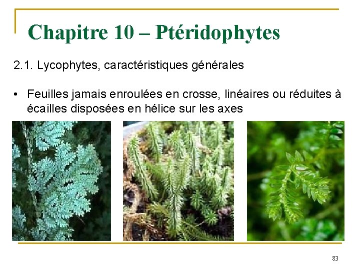 Chapitre 10 – Ptéridophytes 2. 1. Lycophytes, caractéristiques générales • Feuilles jamais enroulées en
