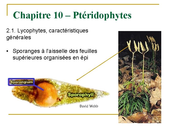 Chapitre 10 – Ptéridophytes 2. 1. Lycophytes, caractéristiques générales • Sporanges à l’aisselle des