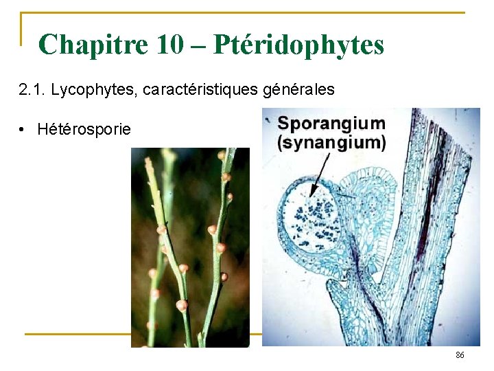 Chapitre 10 – Ptéridophytes 2. 1. Lycophytes, caractéristiques générales • Hétérosporie 86 