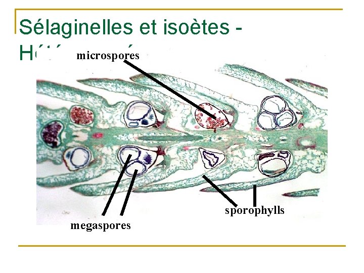 Sélaginelles et isoètes - microspores Hétérosporée sporophylls megaspores 