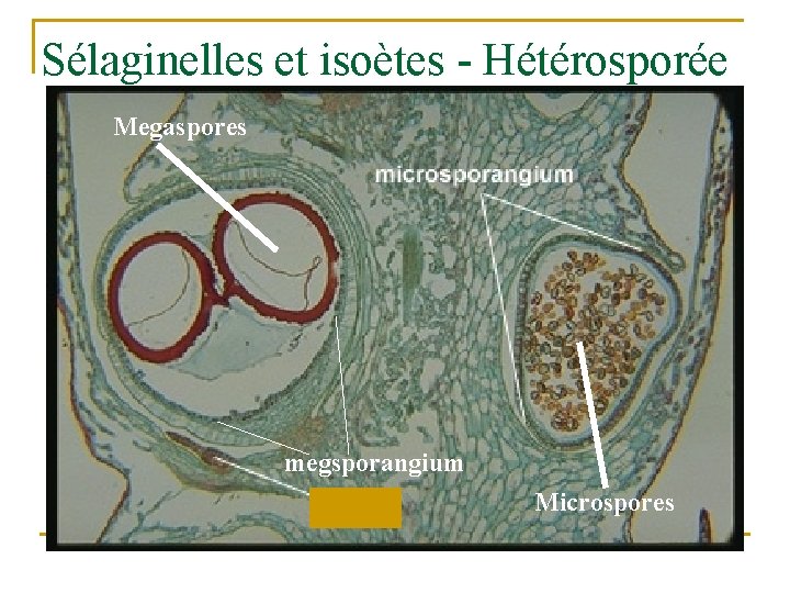 Sélaginelles et isoètes - Hétérosporée Megaspores megsporangium Microspores 