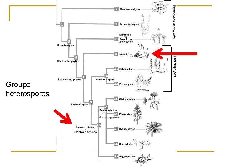 Groupe hétérospores 