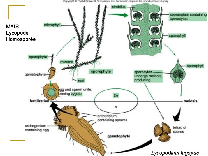 MAIS Lycopode Homosporée 93 Lycopodium lagopus 