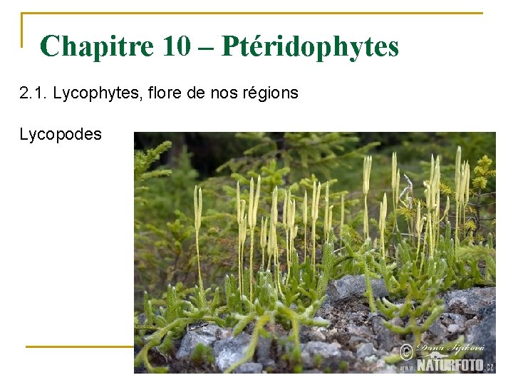 Chapitre 10 – Ptéridophytes 2. 1. Lycophytes, flore de nos régions Lycopodes 