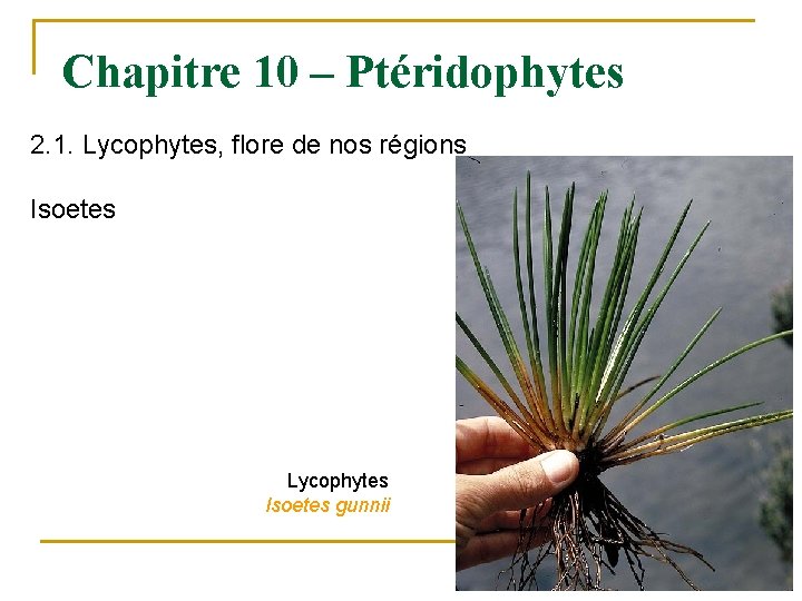 Chapitre 10 – Ptéridophytes 2. 1. Lycophytes, flore de nos régions Isoetes Lycophytes Isoetes