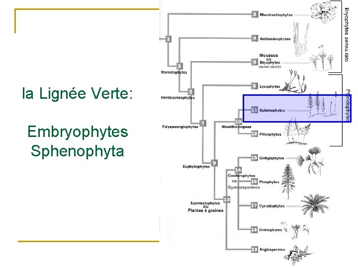 la Lignée Verte: Embryophytes Sphenophyta 