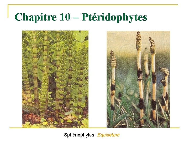 Chapitre 10 – Ptéridophytes Sphénophytes: Equisetum 