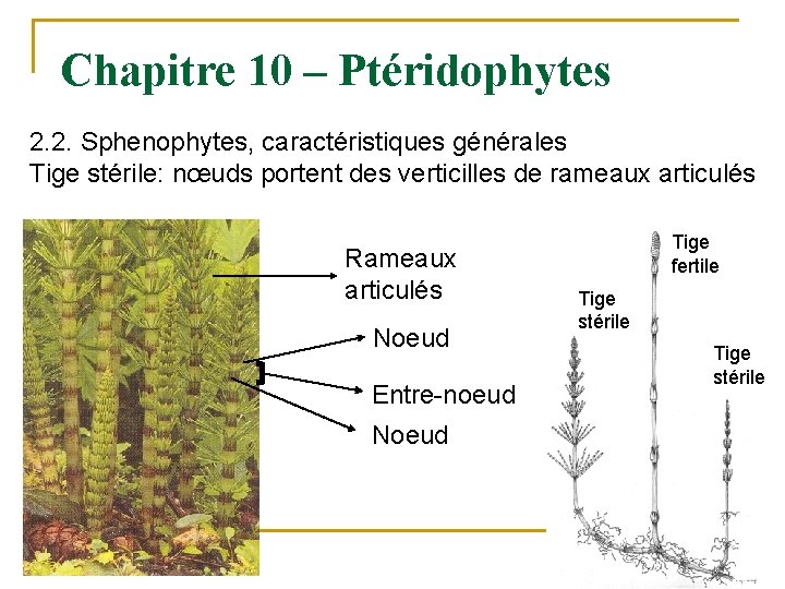 Chapitre 10 – Ptéridophytes 2. 2. Sphenophytes, caractéristiques générales Tige stérile: nœuds portent des
