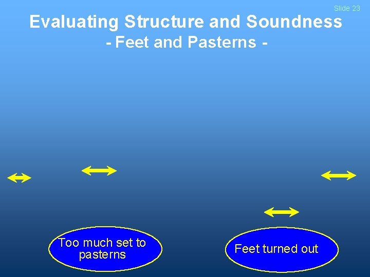 Slide 23 Evaluating Structure and Soundness - Feet and Pasterns - Too much set
