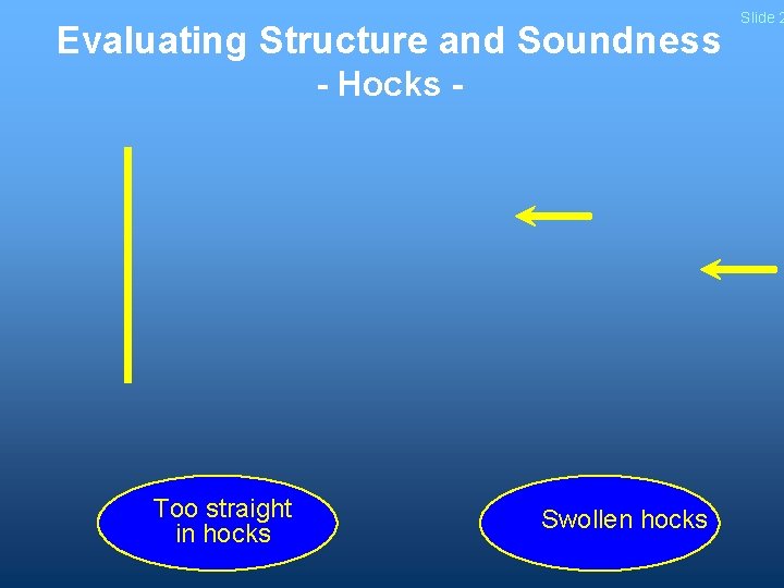 Evaluating Structure and Soundness - Hocks - Too straight in hocks Swollen hocks Slide