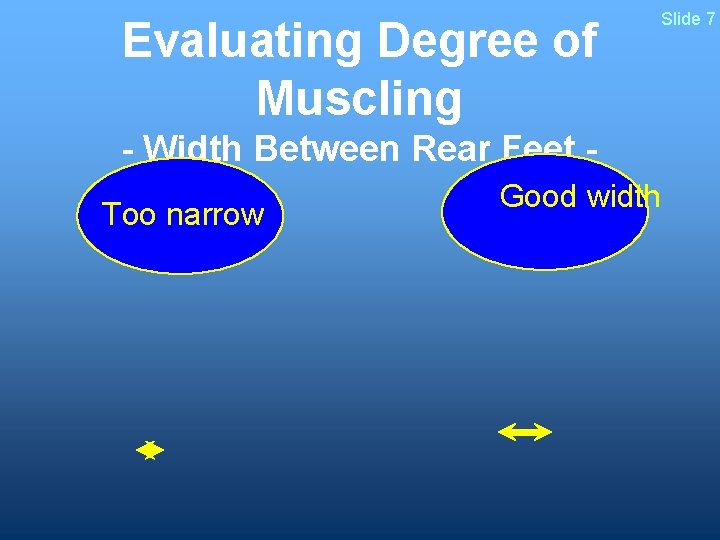 Evaluating Degree of Muscling Slide 7 - Width Between Rear Feet Too narrow Good