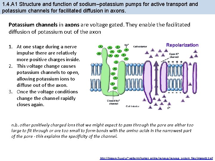 1. 4. A 1 Structure and function of sodium–potassium pumps for active transport and