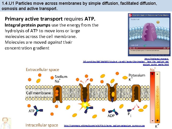 1. 4. U 1 Particles move across membranes by simple diffusion, facilitated diffusion, osmosis