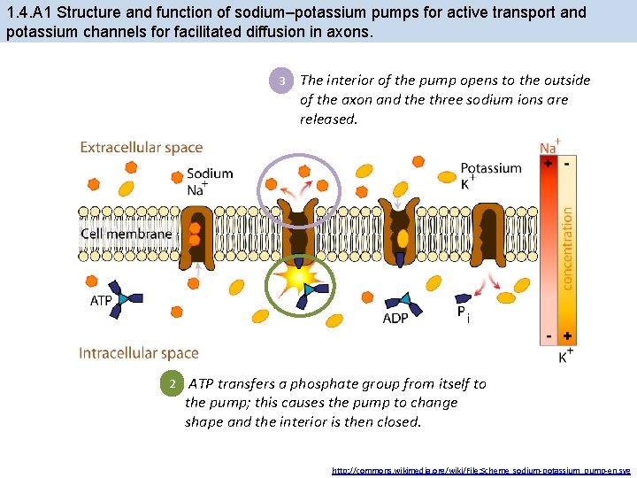 1. 4. A 1 Structure and function of sodium–potassium pumps for active transport and