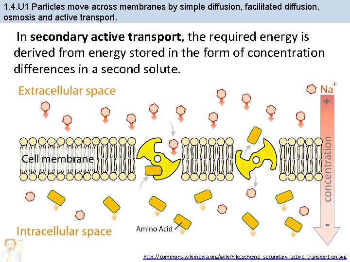 1. 4. U 1 Particles move across membranes by simple diffusion, facilitated diffusion, osmosis