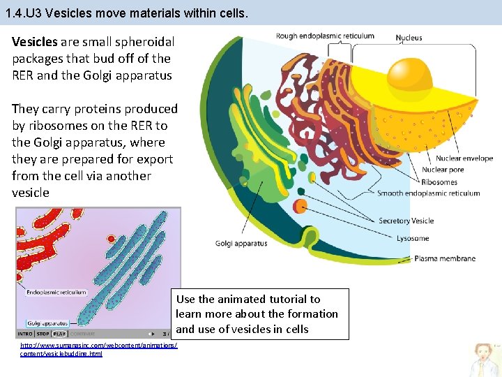 1. 4. U 3 Vesicles move materials within cells. Vesicles are small spheroidal packages