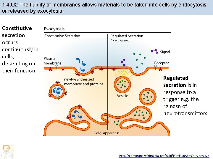 1. 4. U 2 The fluidity of membranes allows materials to be taken into