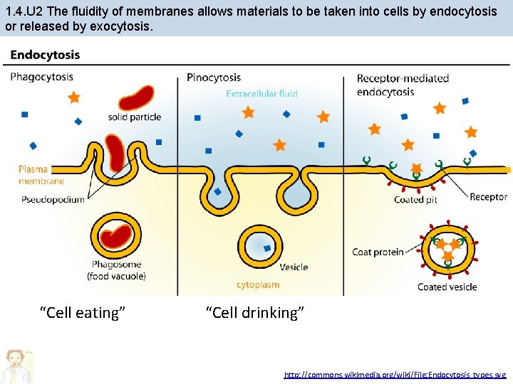 1. 4. U 2 The fluidity of membranes allows materials to be taken into