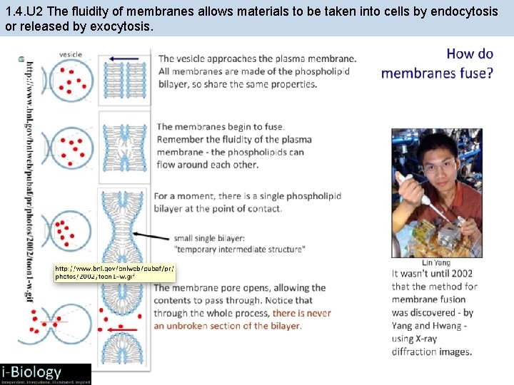 1. 4. U 2 The fluidity of membranes allows materials to be taken into