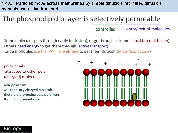 1. 4. U 1 Particles move across membranes by simple diffusion, facilitated diffusion, osmosis